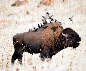 The Largest Bison Ever Caught in Oklahoma