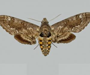 5 Common Moths You'll Find in Hawaii