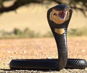 A Group of Brave Squirrels and a Mongoose Went to War With a Cobra