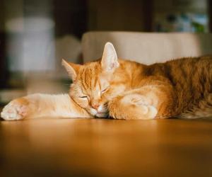 42 Clever and Perfect Ginger Cat Names