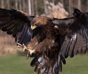 See The Speed On This Eagle Swooping Down To Grab a Warthog