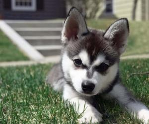 Alaskan Klee Kai Prices in 2024: Purchase Cost, Vet Bills, and More!