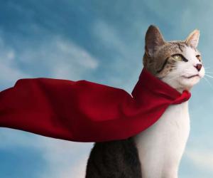 The 176 Best Marvel-Inspired Cat Names