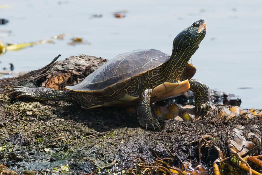 The 12 Turtles of Ohio: See the Rarest to Most Common