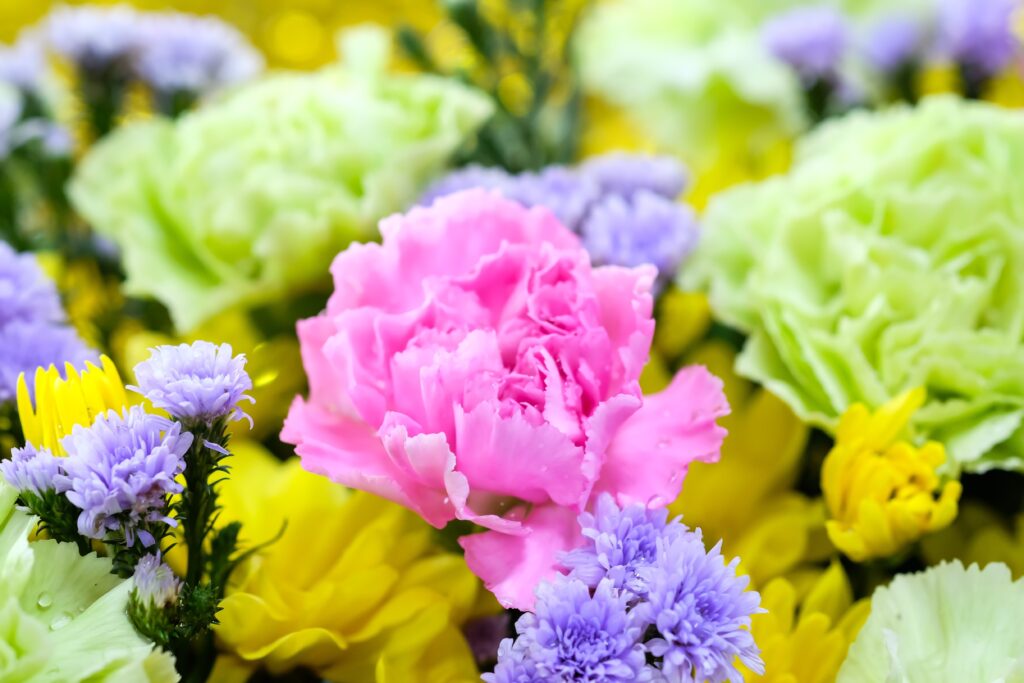 January Birth Flower: Symbolism and Meaning of Carnations