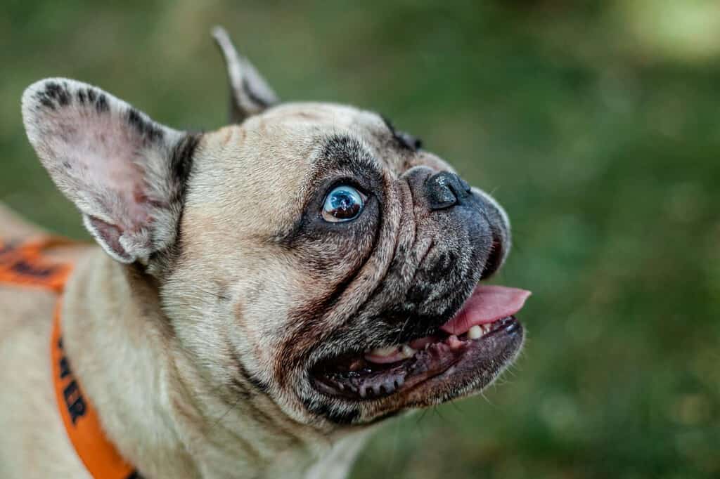 9 Dogs That Look Like Pugs (Which Ones Make Great Pets)