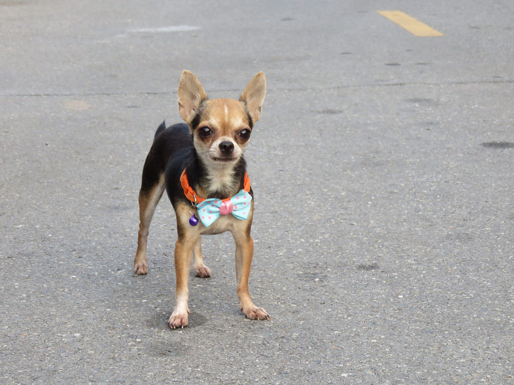 9 Dogs That Look Like Pugs (Which Ones Make Great Pets)