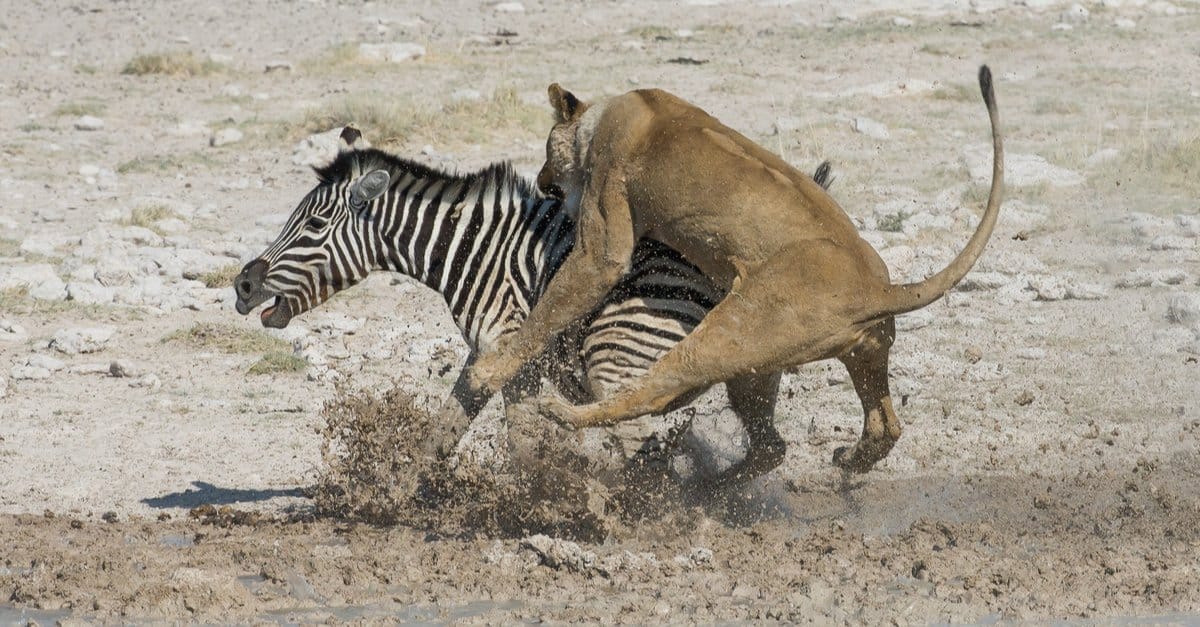 See the Incredible Moment a Zebra Escapes From a Lion’s Jaws