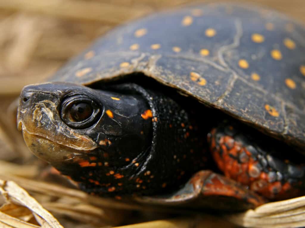 The 12 Turtles of Ohio: See the Rarest to Most Common