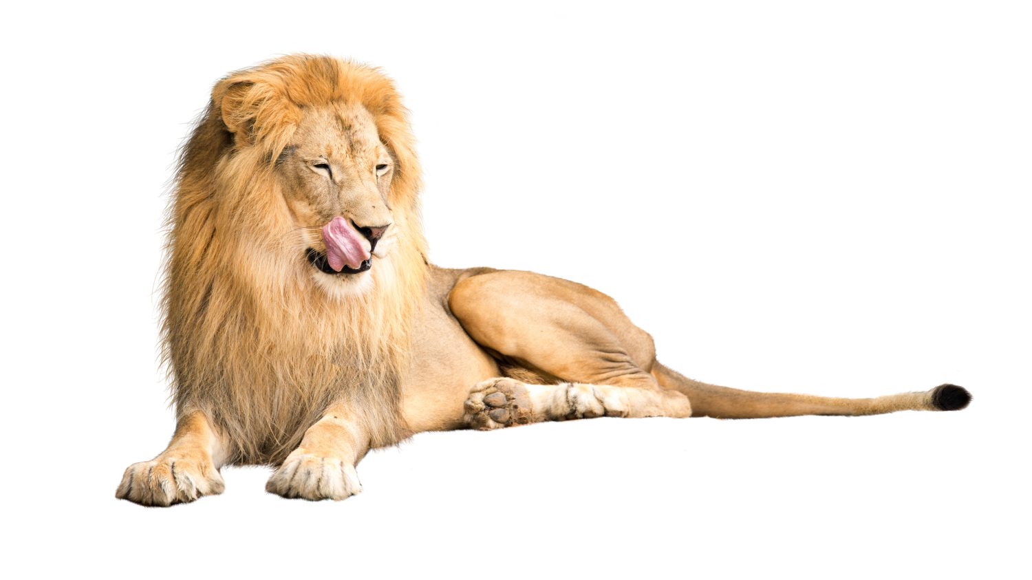 7 Incredible Features of a Lion's Tongue