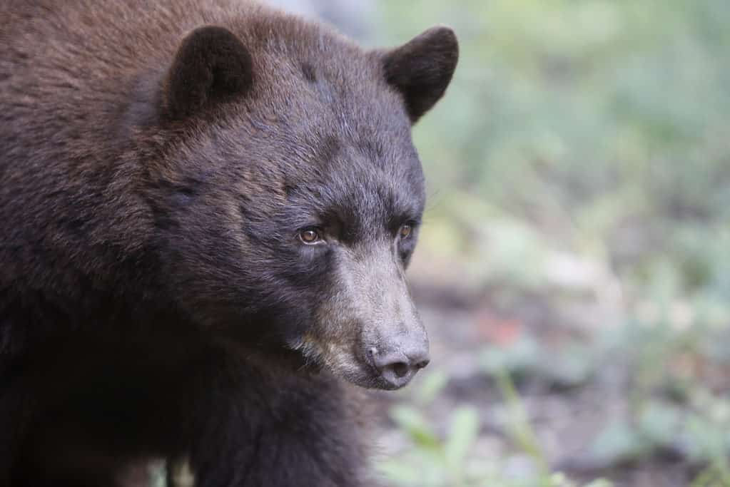 6 Places You're Most Likely to Encounter a Bear in New Mexico This Winter