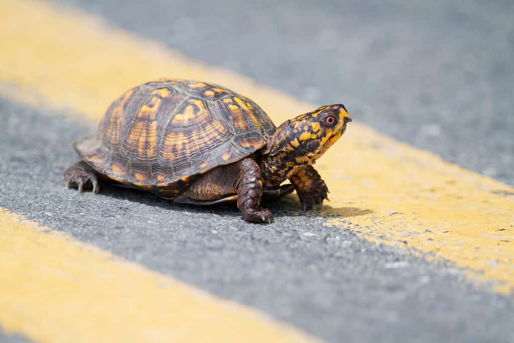 The 12 Turtles of Ohio: See the Rarest to Most Common