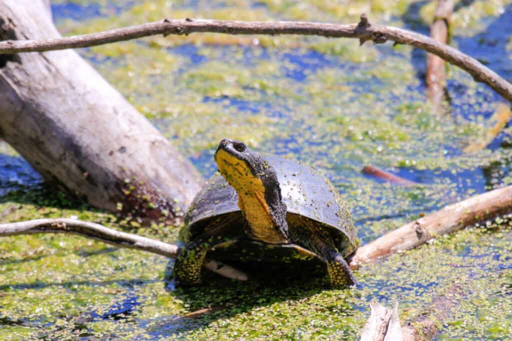 The 12 Turtles of Ohio: See the Rarest to Most Common