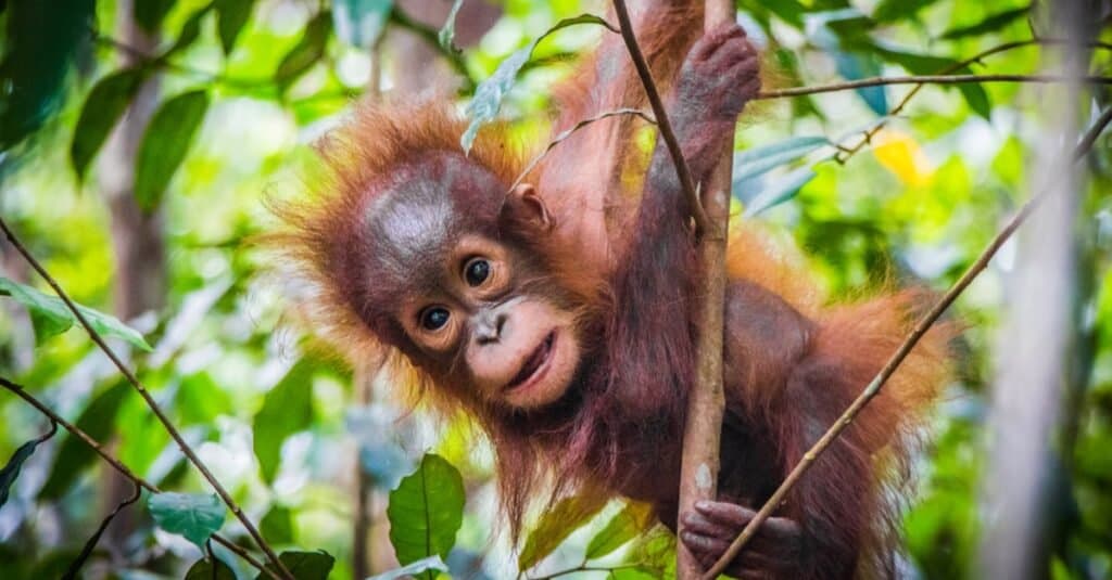 Are Orangutans Endangered and How Many Are Left In the World?