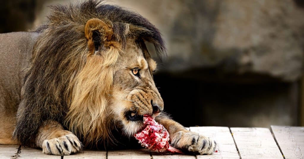 7 Incredible Features of a Lion's Tongue