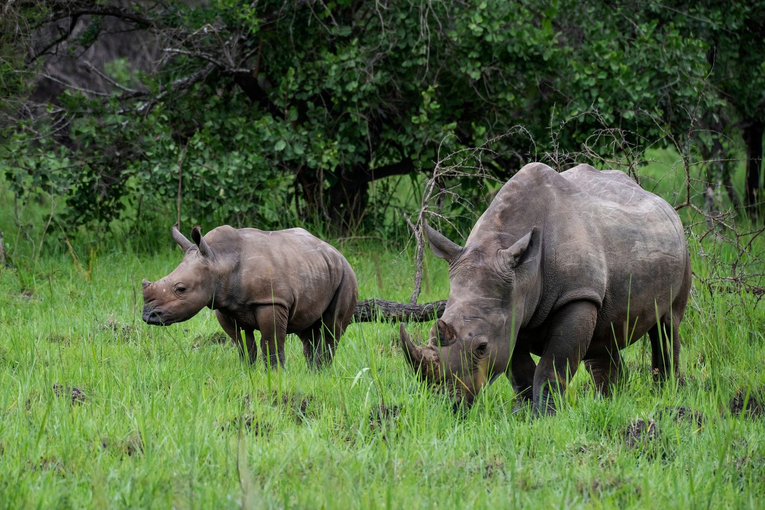 Male vs Female Rhinos: 7 Key Differences