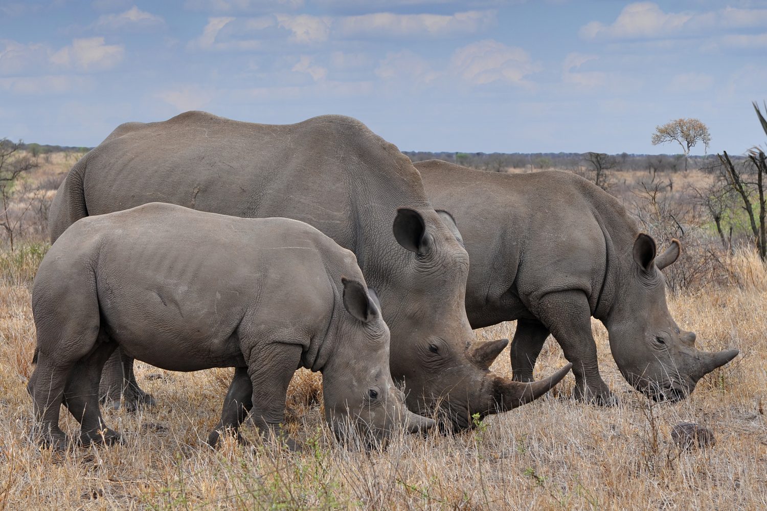 Male vs Female Rhinos: 7 Key Differences