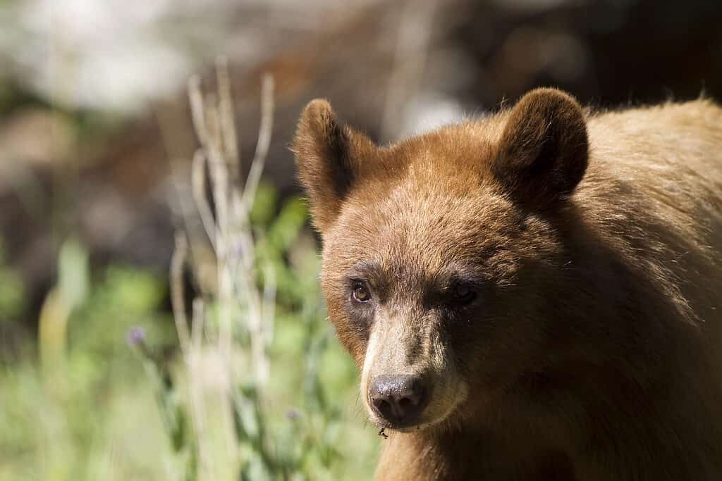 6 Places You're Most Likely to Encounter a Bear in New Mexico This Winter