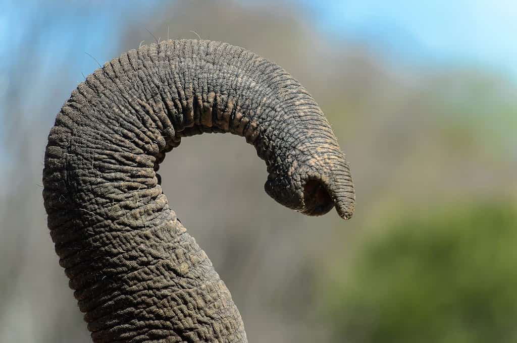 Ouch! See a Croc Grab Hold of an Elephant’s Trunk