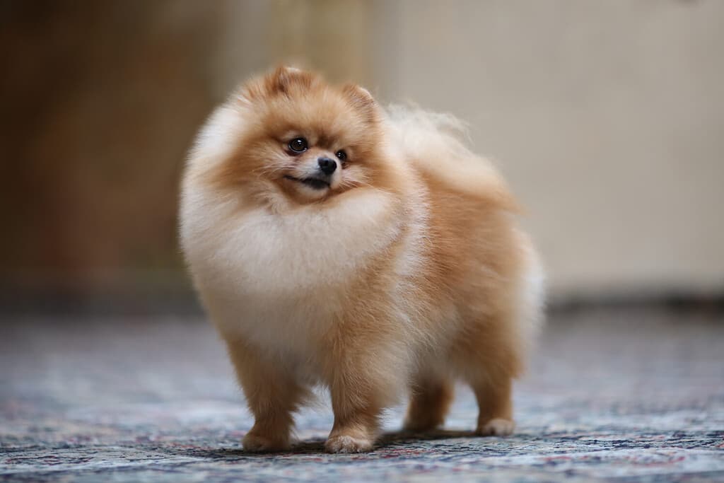 Training Your Pomeranian: Best Tips, Common Mistakes, and More!