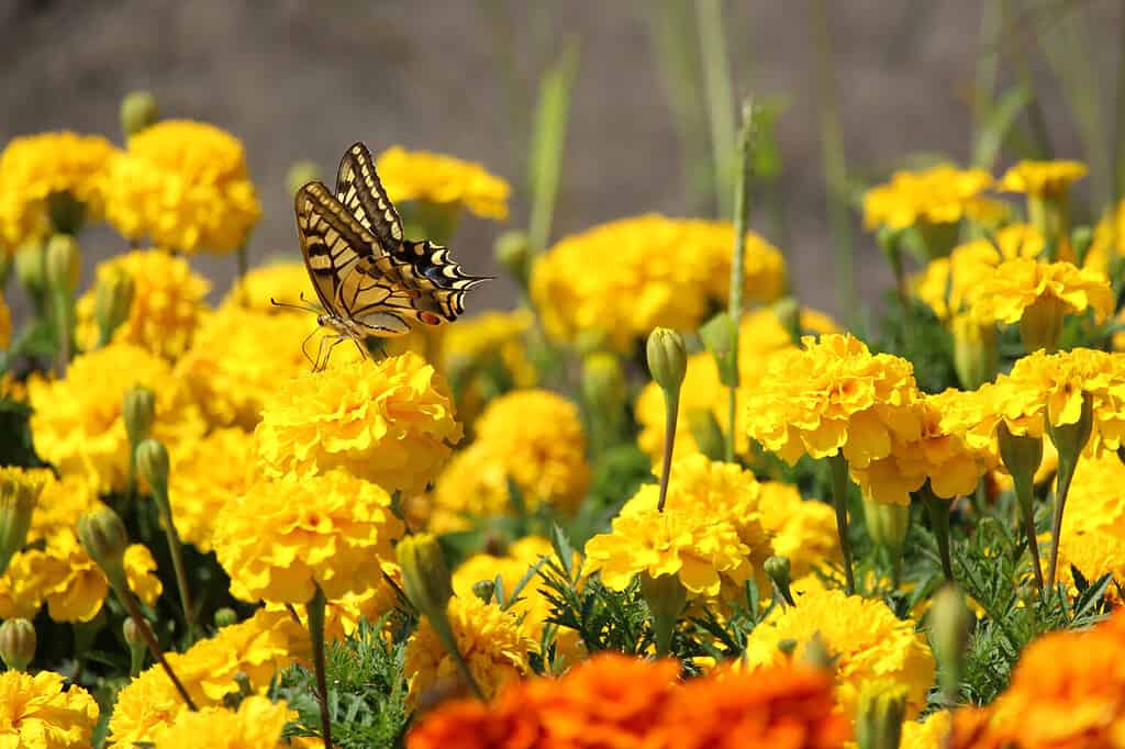 January Birth Flower: Symbolism and Meaning of Carnations