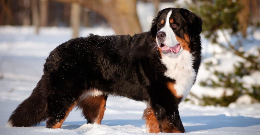 Bernese Mountain Dog Puppies: Pictures, Adoption Tips, and More!