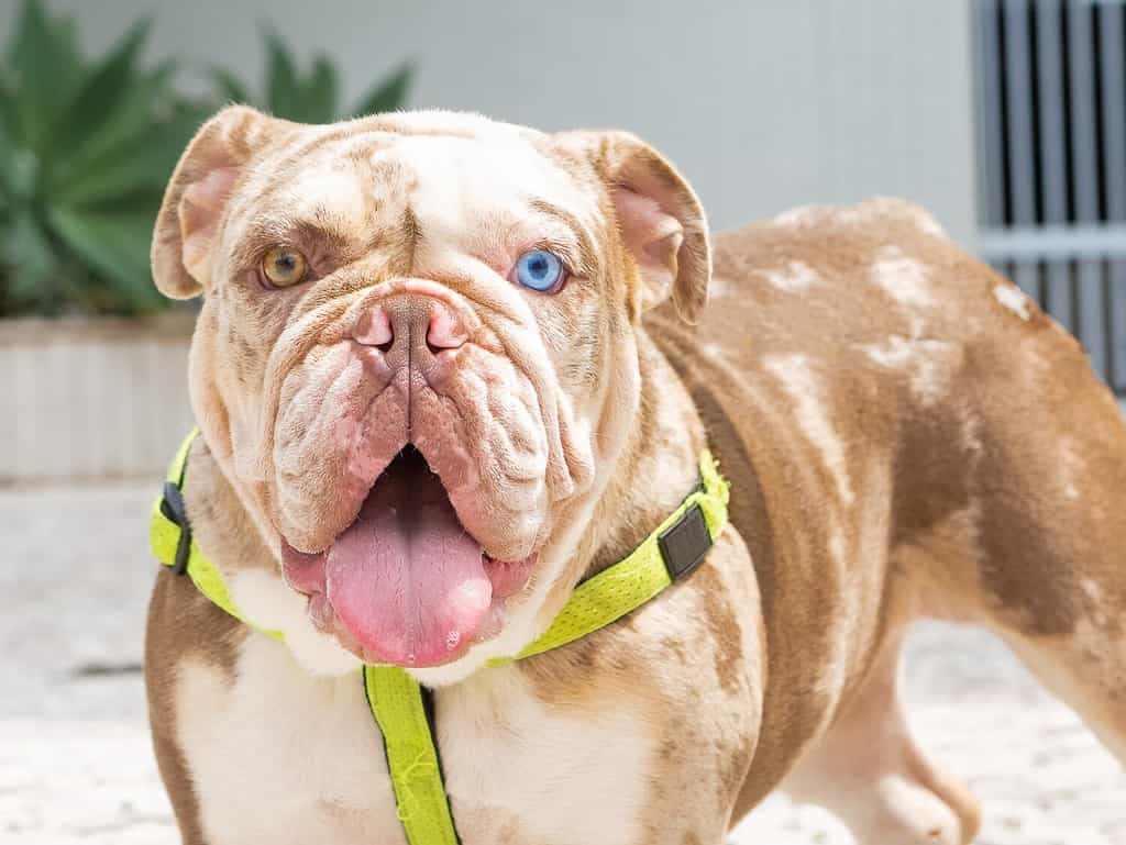 Can Bulldogs Swim? 3 Important Precautions to Take