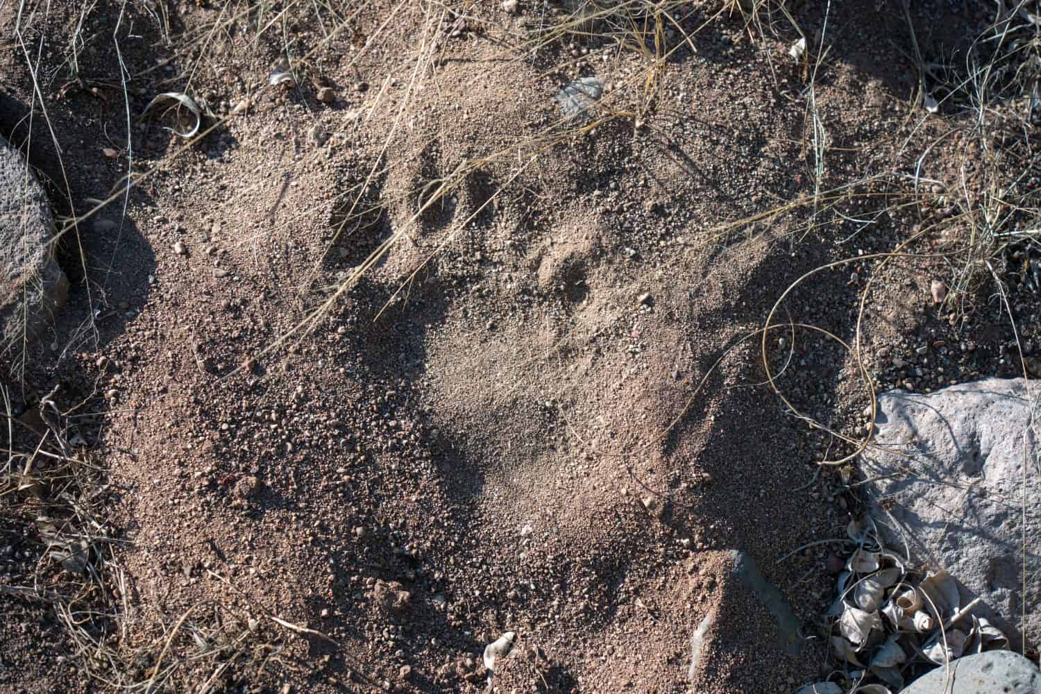 6 Places You're Most Likely to Encounter a Bear in New Mexico This Winter