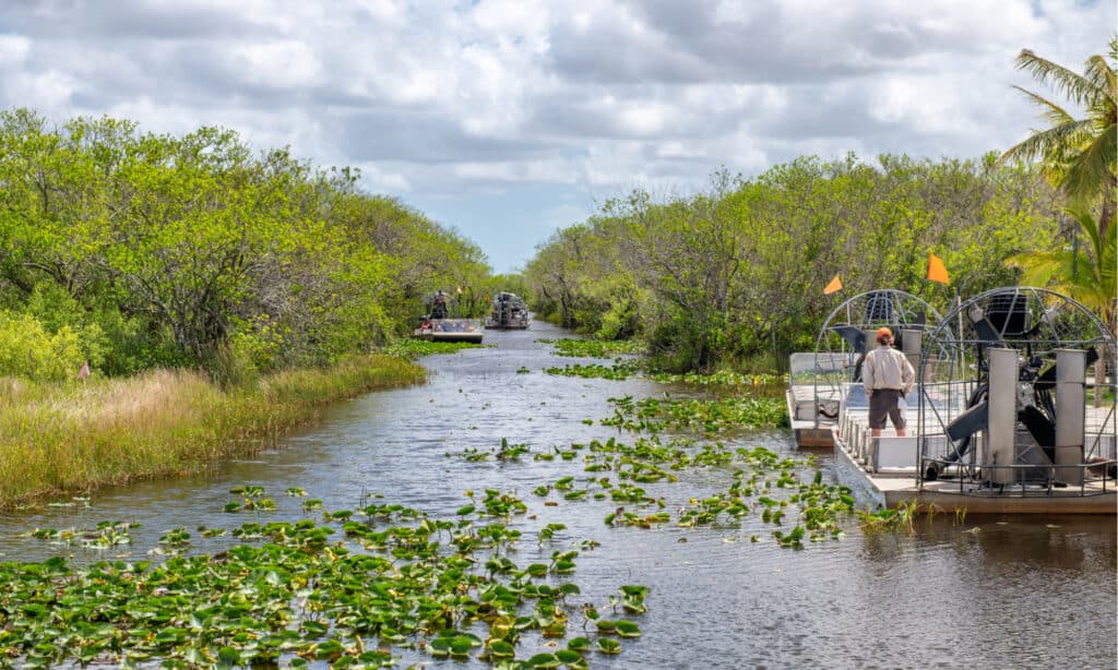 Alligators in Fort Lauderdale: 3 Spots You're Most Likely See Them