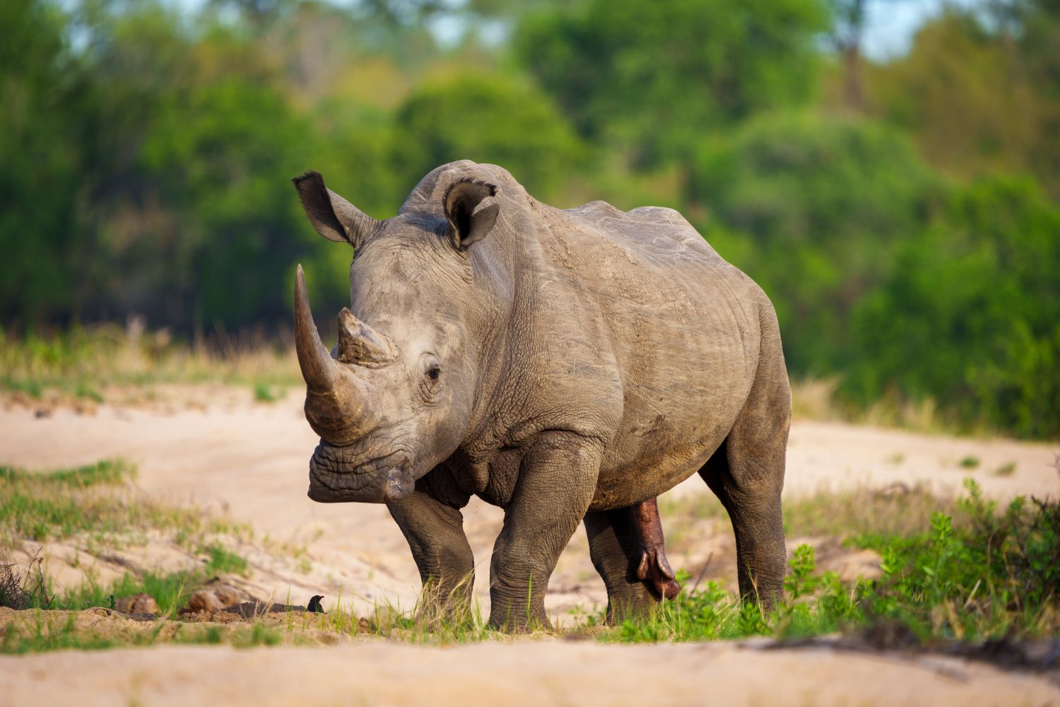 Male vs Female Rhinos: 7 Key Differences