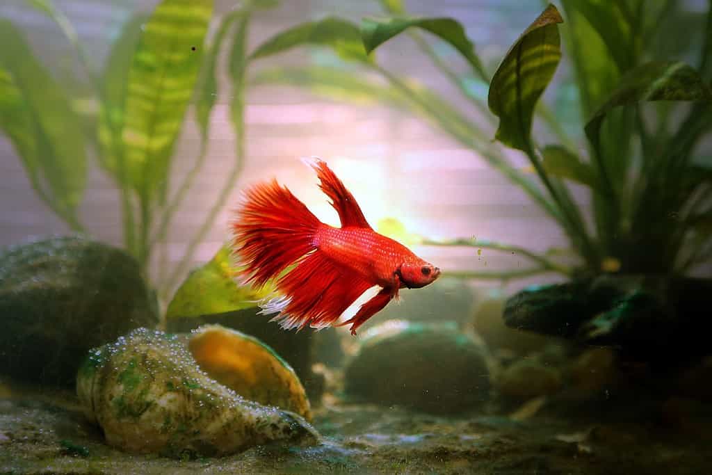 Do Betta Fish Need a Filter? 5 Critical Care Tips for a Healthy Fish