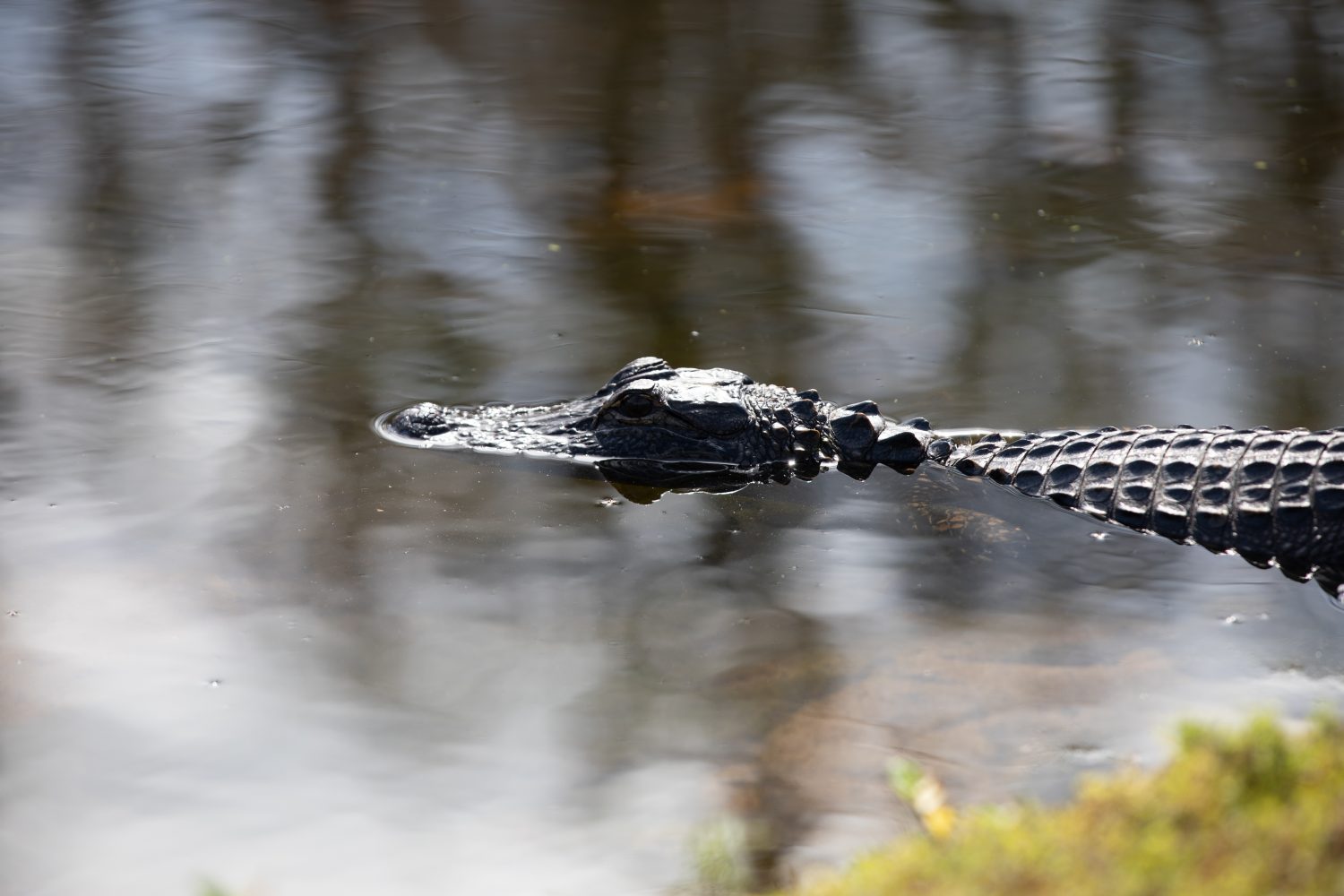 Alligators in Fort Lauderdale: 3 Spots You're Most Likely See Them