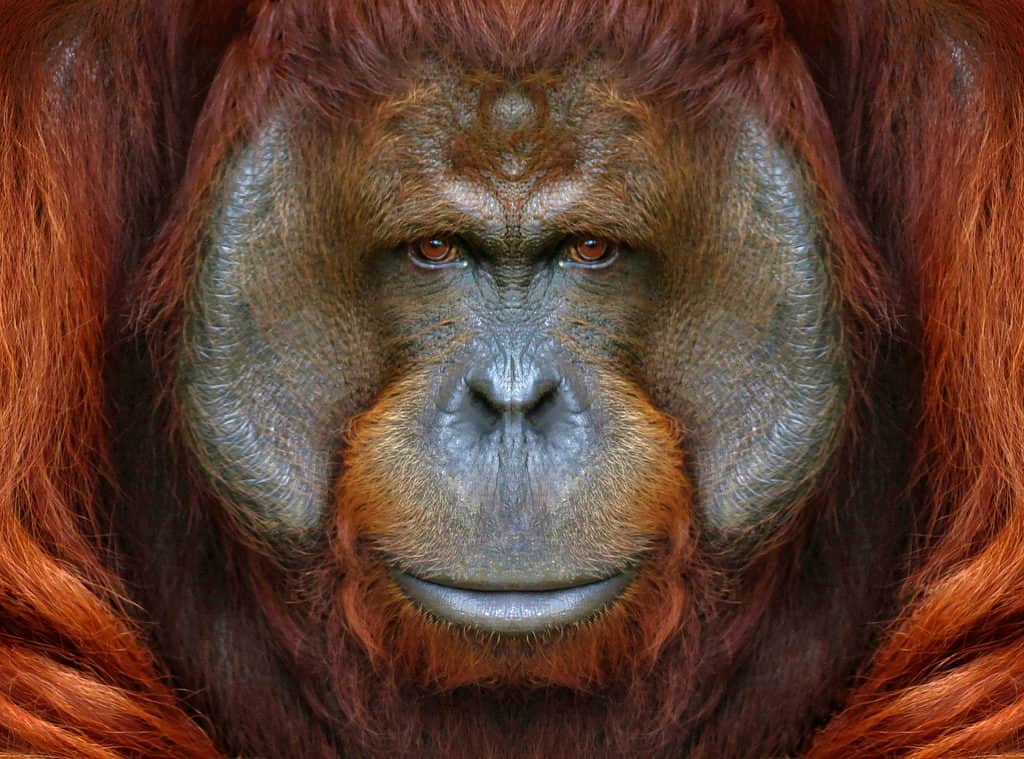 Are Orangutans Endangered and How Many Are Left In the World?