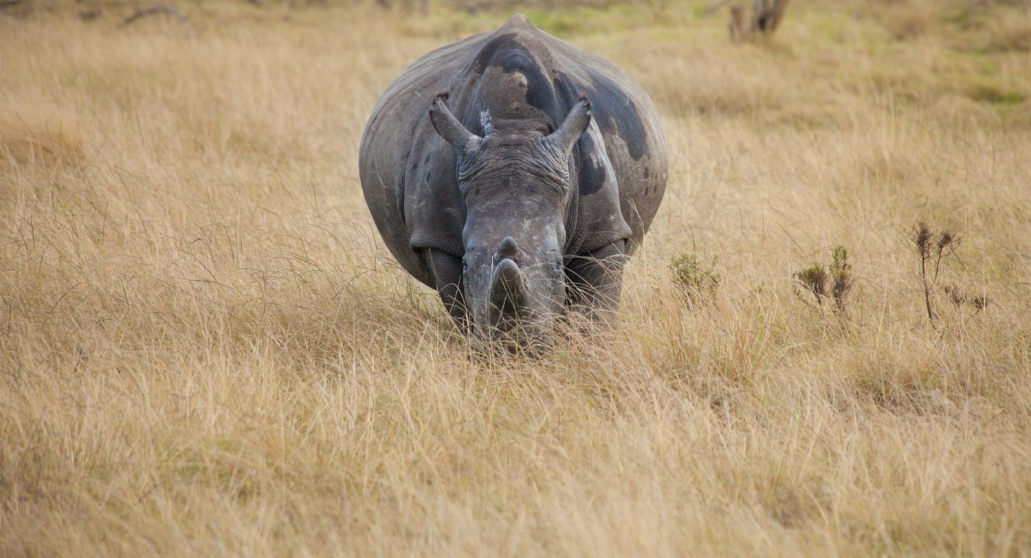 Male vs Female Rhinos: 7 Key Differences