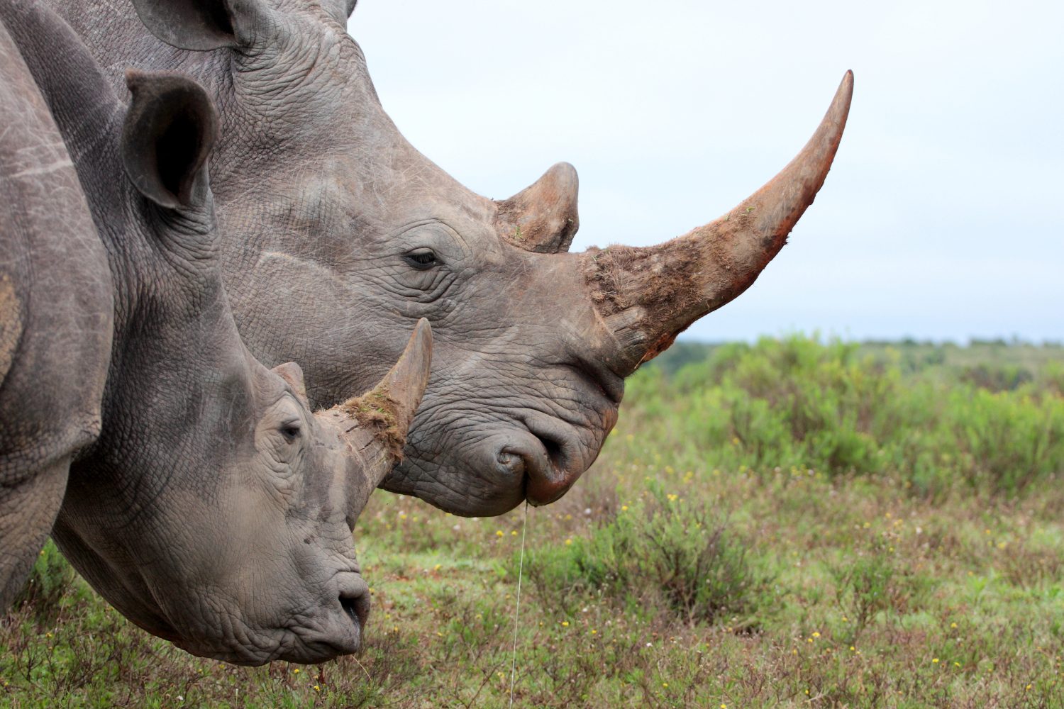 Male vs Female Rhinos: 7 Key Differences