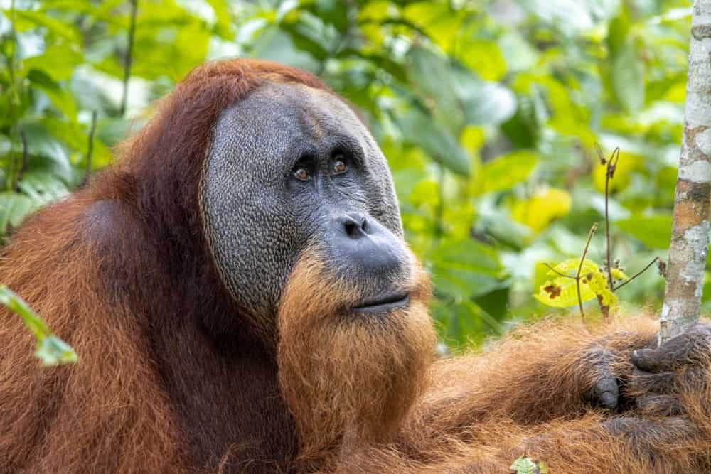 Are Orangutans Endangered and How Many Are Left In the World?