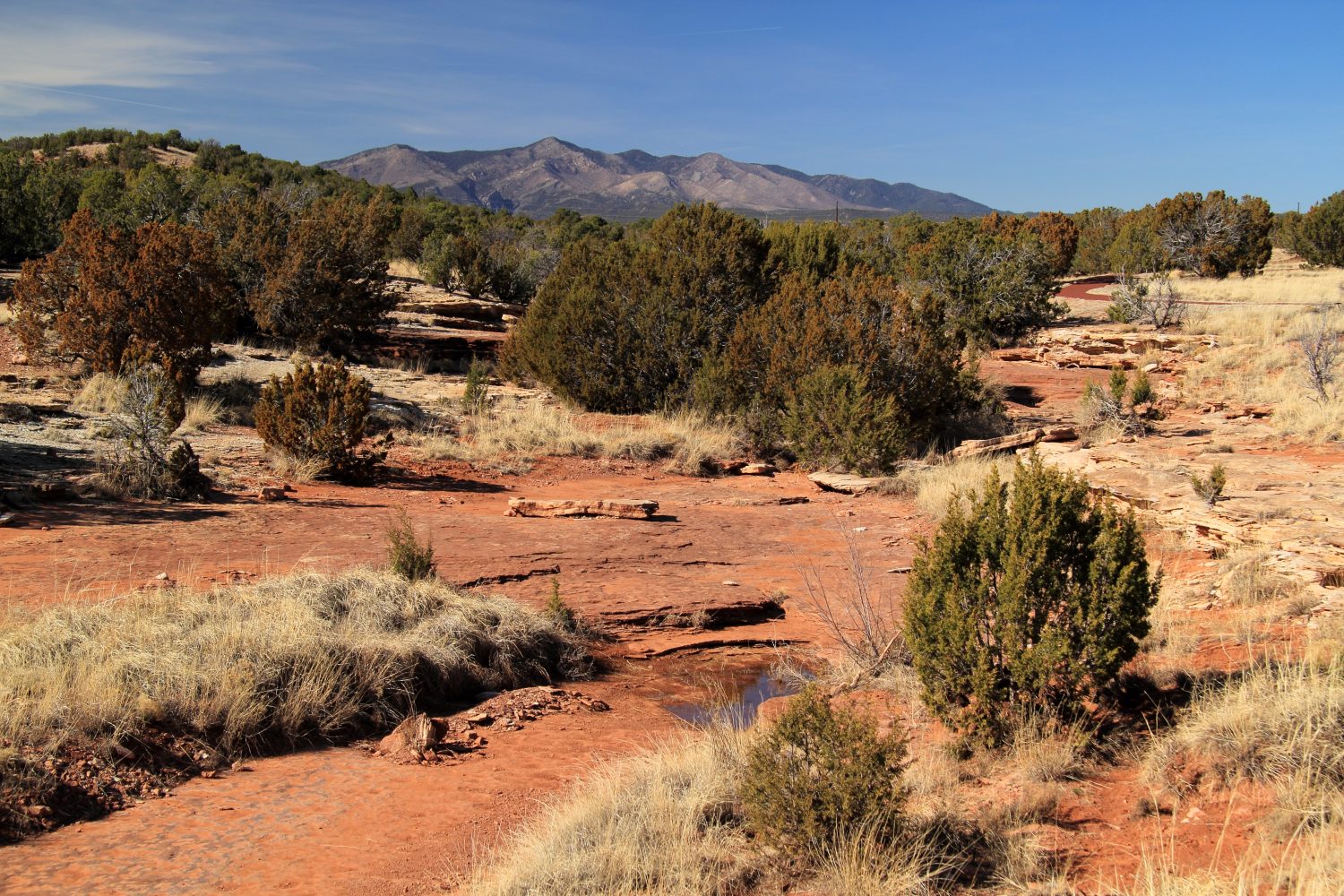 6 Places You're Most Likely to Encounter a Bear in New Mexico This Winter