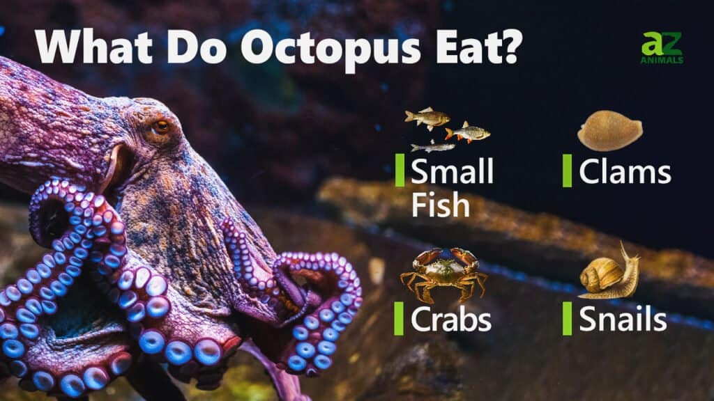 Watch This Hungry Octopus Change Color as It Dreams About Eating a Crab