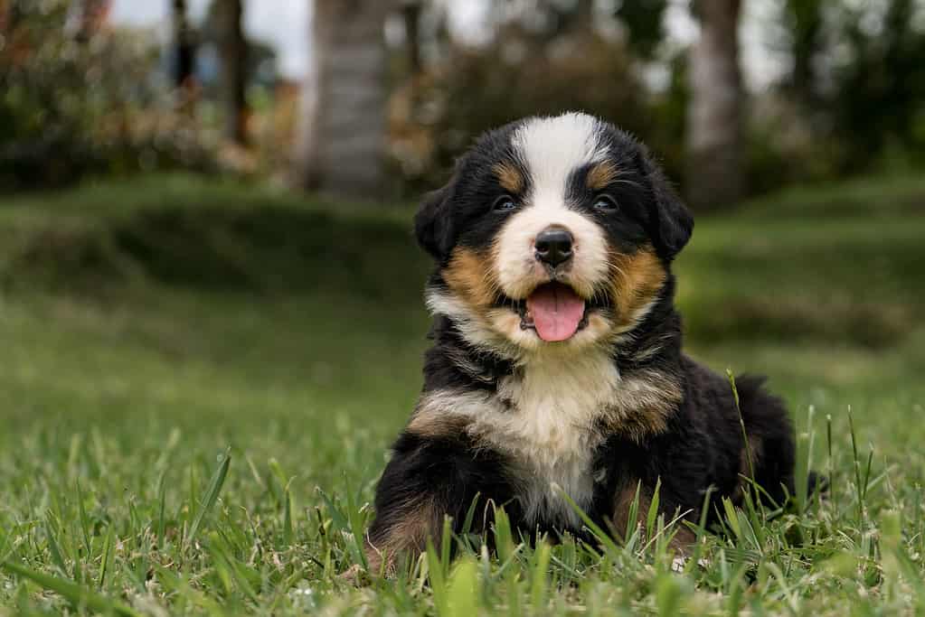 Bernese Mountain Dog Puppies: Pictures, Adoption Tips, and More!