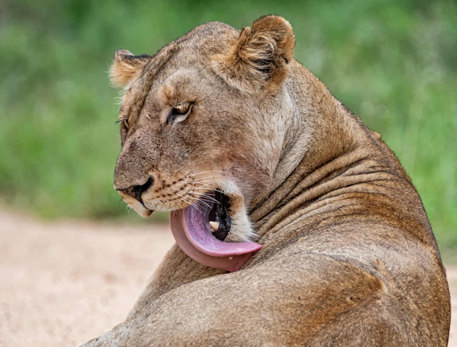 7 Incredible Features of a Lion's Tongue