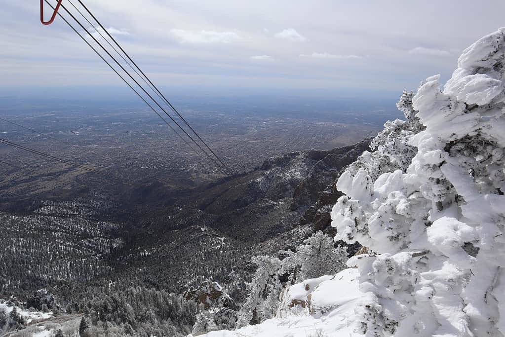 6 Places You're Most Likely to Encounter a Bear in New Mexico This Winter