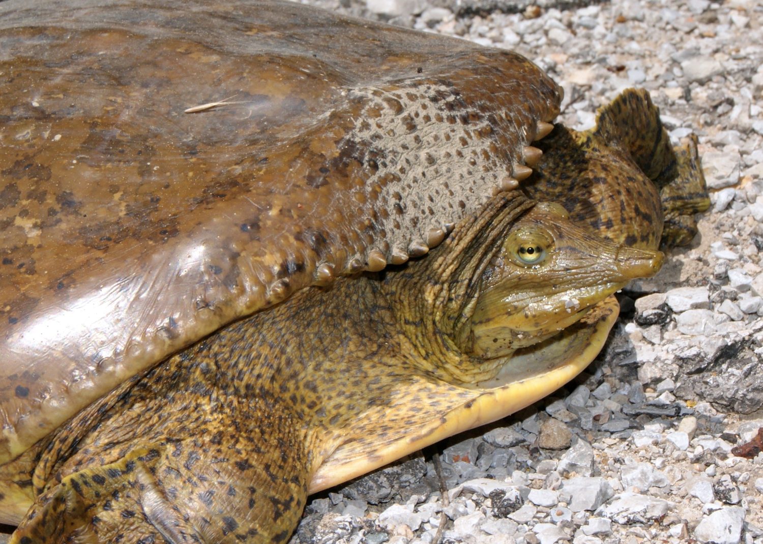 The 12 Turtles of Ohio: See the Rarest to Most Common