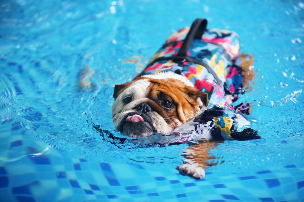 Can Bulldogs Swim? 3 Important Precautions to Take