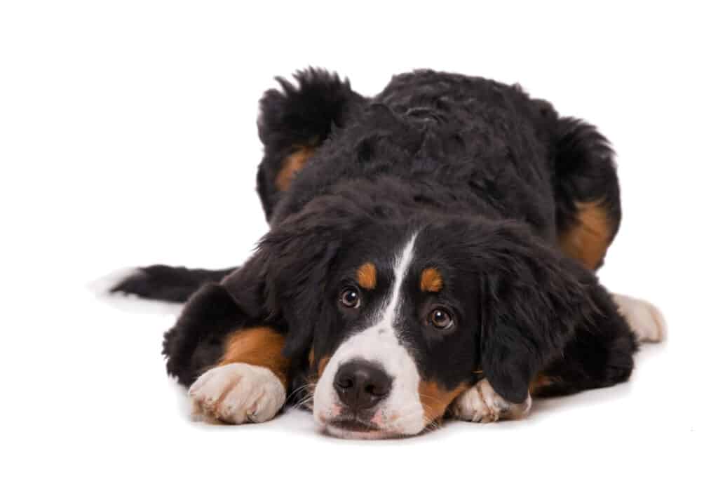 Bernese Mountain Dog Puppies: Pictures, Adoption Tips, and More!