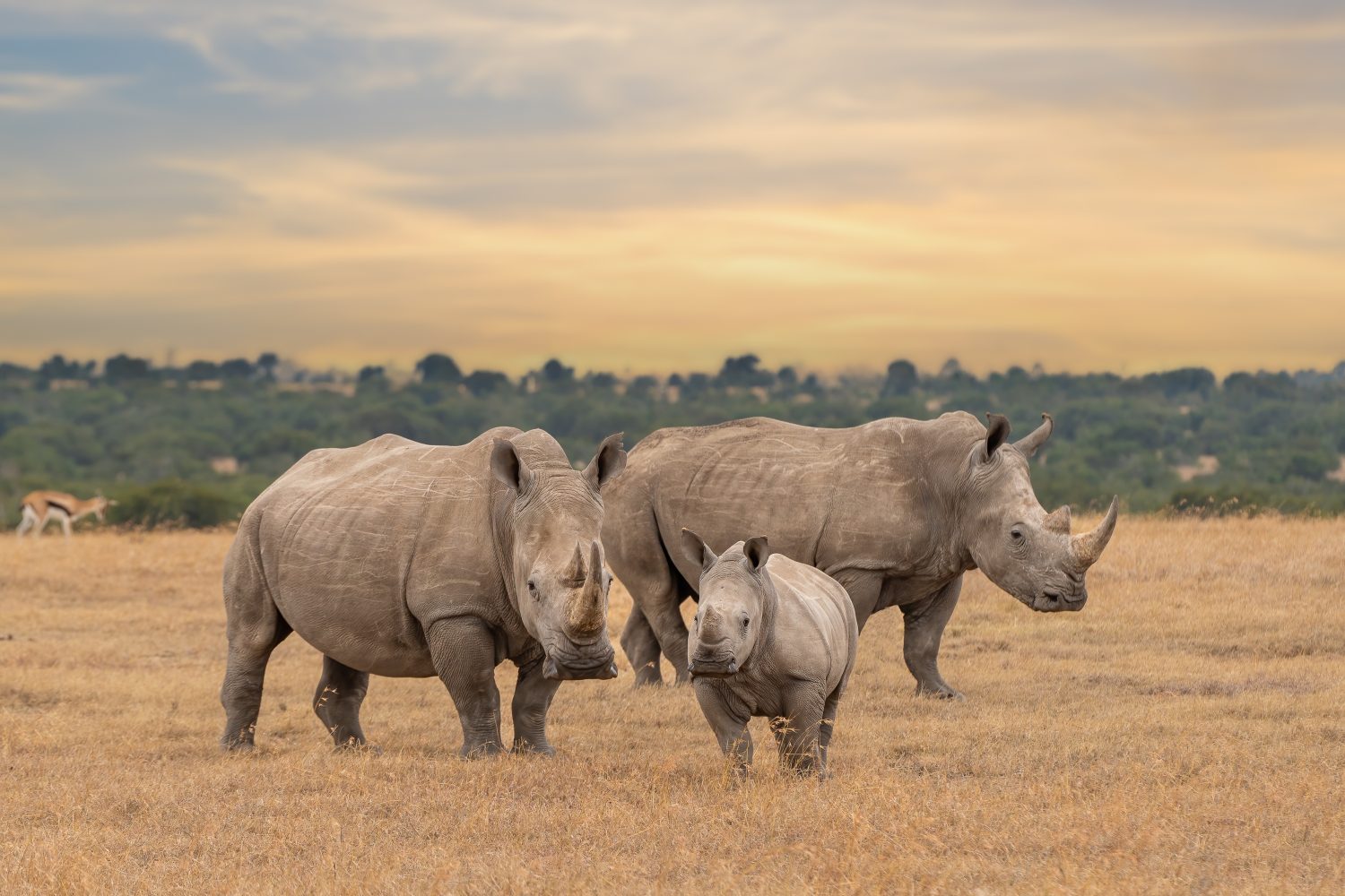 Male vs Female Rhinos: 7 Key Differences