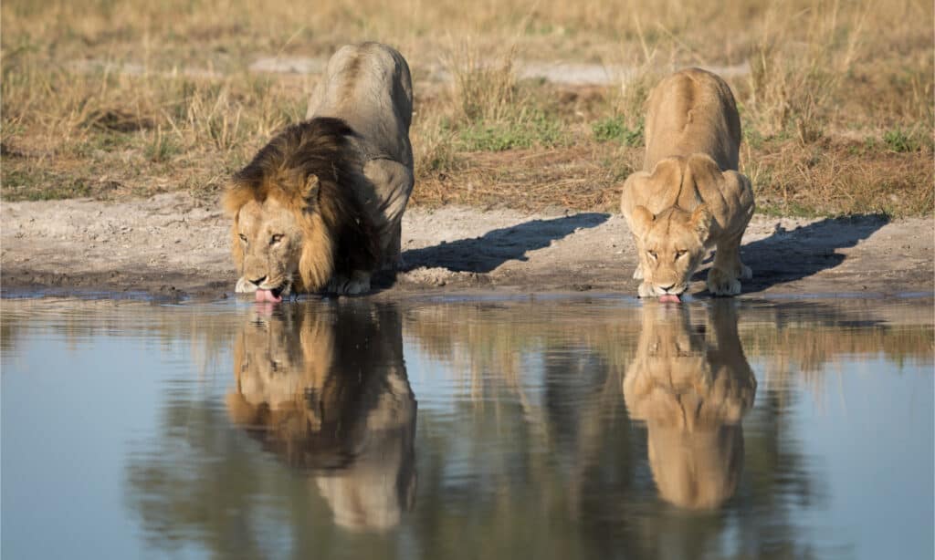 7 Incredible Features of a Lion's Tongue