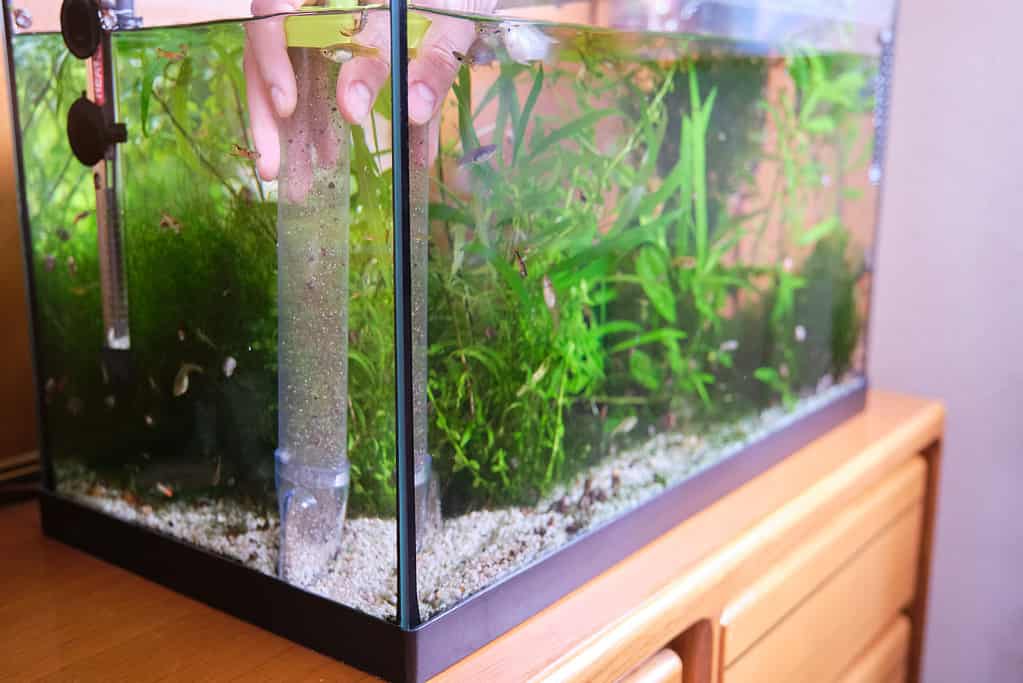 Do Betta Fish Need a Filter? 5 Critical Care Tips for a Healthy Fish