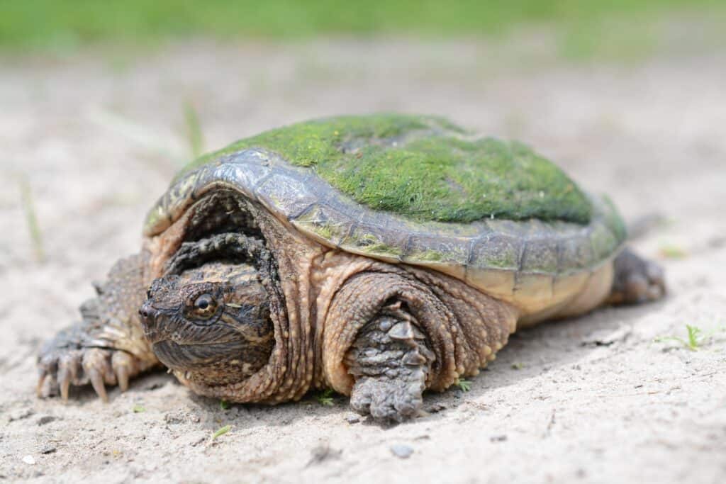 The 12 Turtles of Ohio: See the Rarest to Most Common