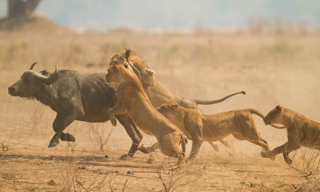 See the Incredible Moment a Zebra Escapes From a Lion’s Jaws