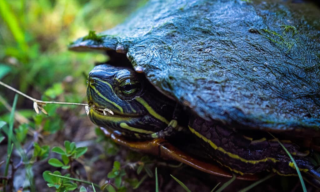 The 12 Turtles of Ohio: See the Rarest to Most Common